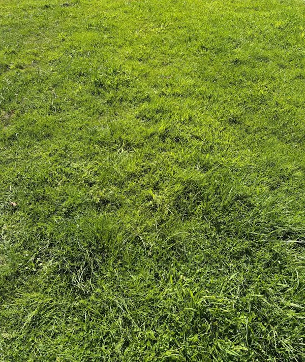 Customer lawn transformation