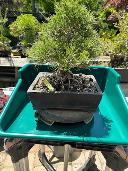 Garland Pouring Tray - Greenhouse Megastore