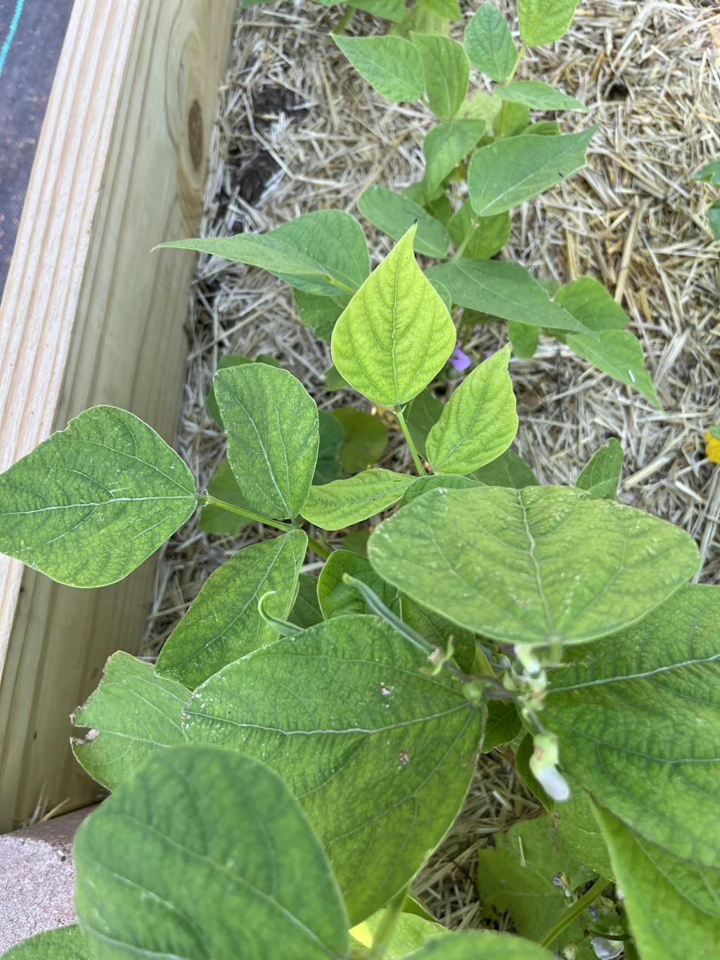 HealthiStraw™ GardenStraw™ Wheat Straw Mulch Greenhouse Megastore