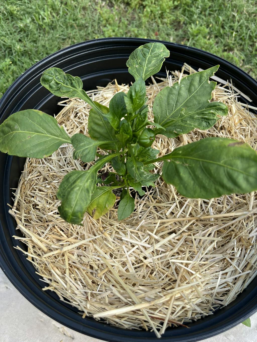 HealthiStraw™ GardenStraw™ Wheat Straw Mulch Greenhouse Megastore