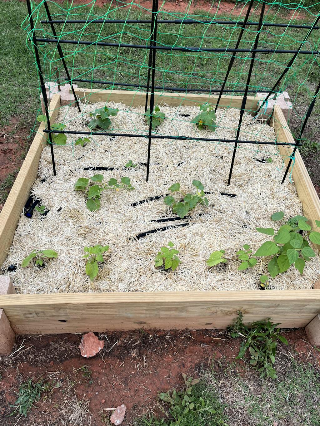 HealthiStraw™ GardenStraw™ Wheat Straw Mulch Greenhouse Megastore