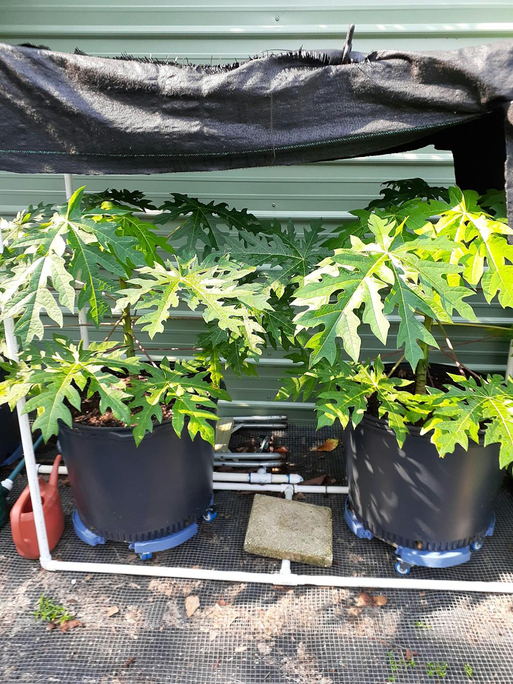 Large Nursery Containers Greenhouse Megastore