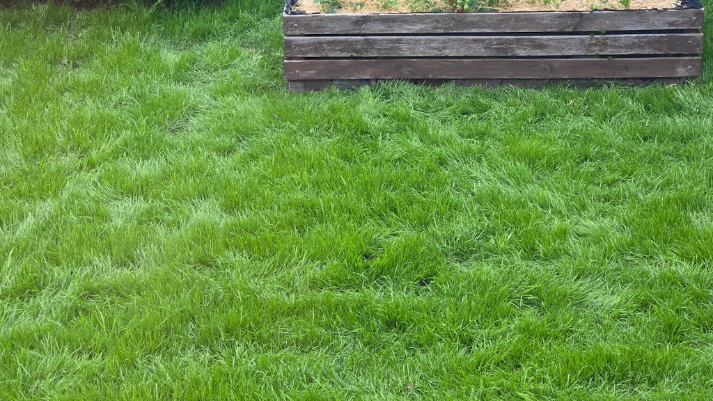 Langzeit Rasendünger