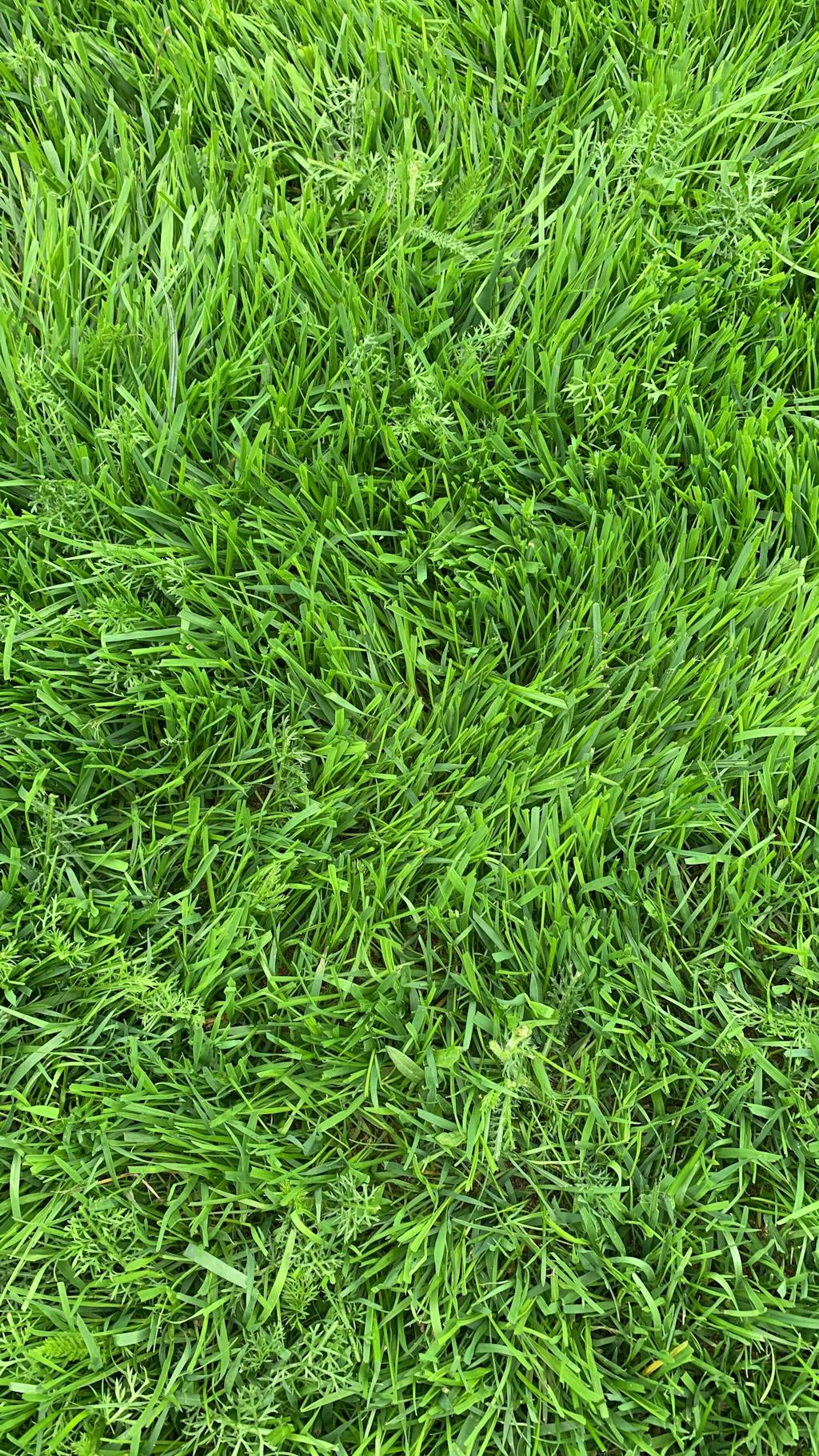 Langzeit Rasendünger