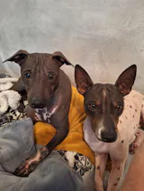 Iv San Bernard Sérum SL – Zklidňující sérum s panthenolem, měsíčkem a heřmánkem