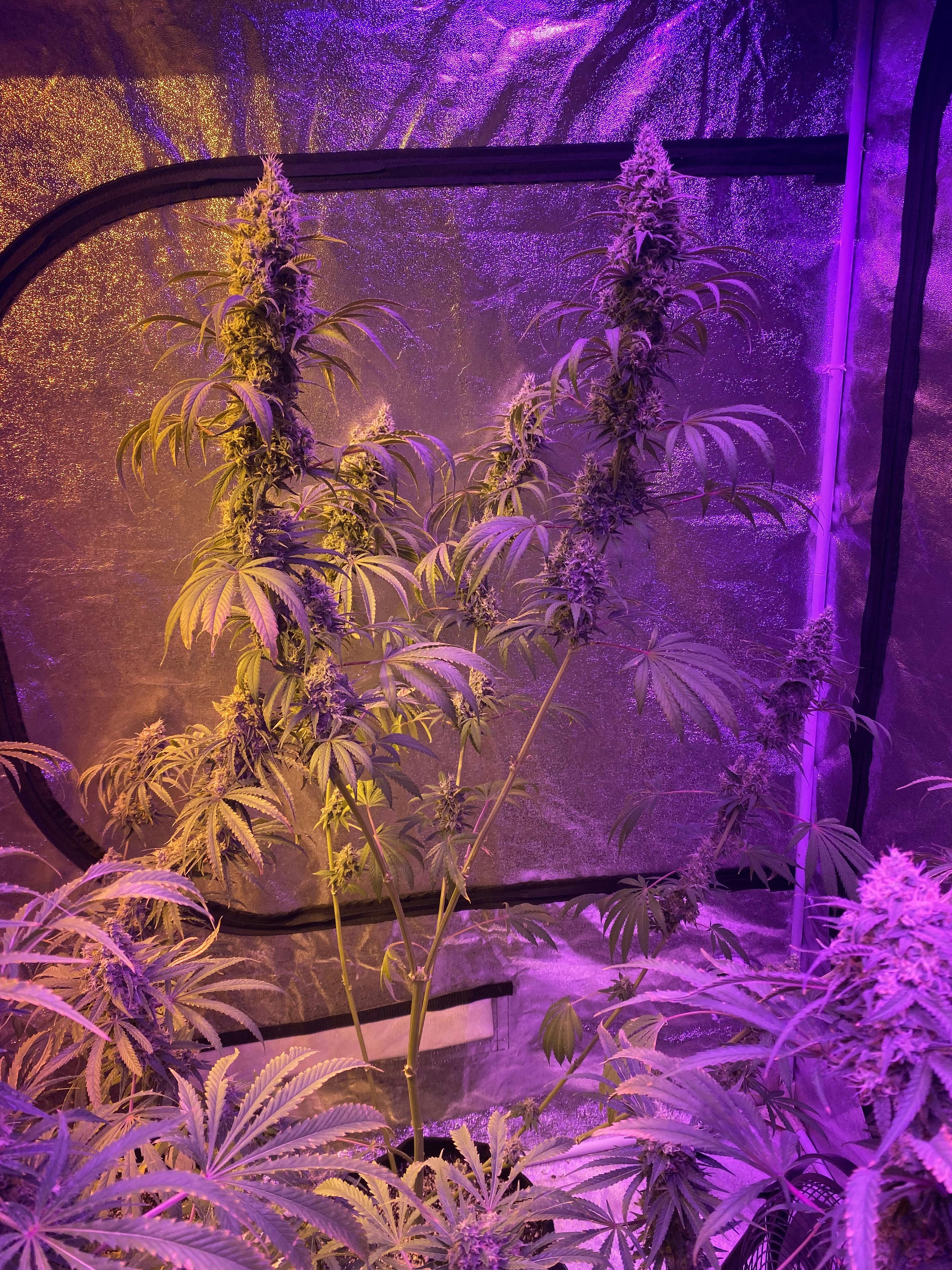 Purple Punch Strain Seeds Feminized Purple Punch Cannabis Seeds