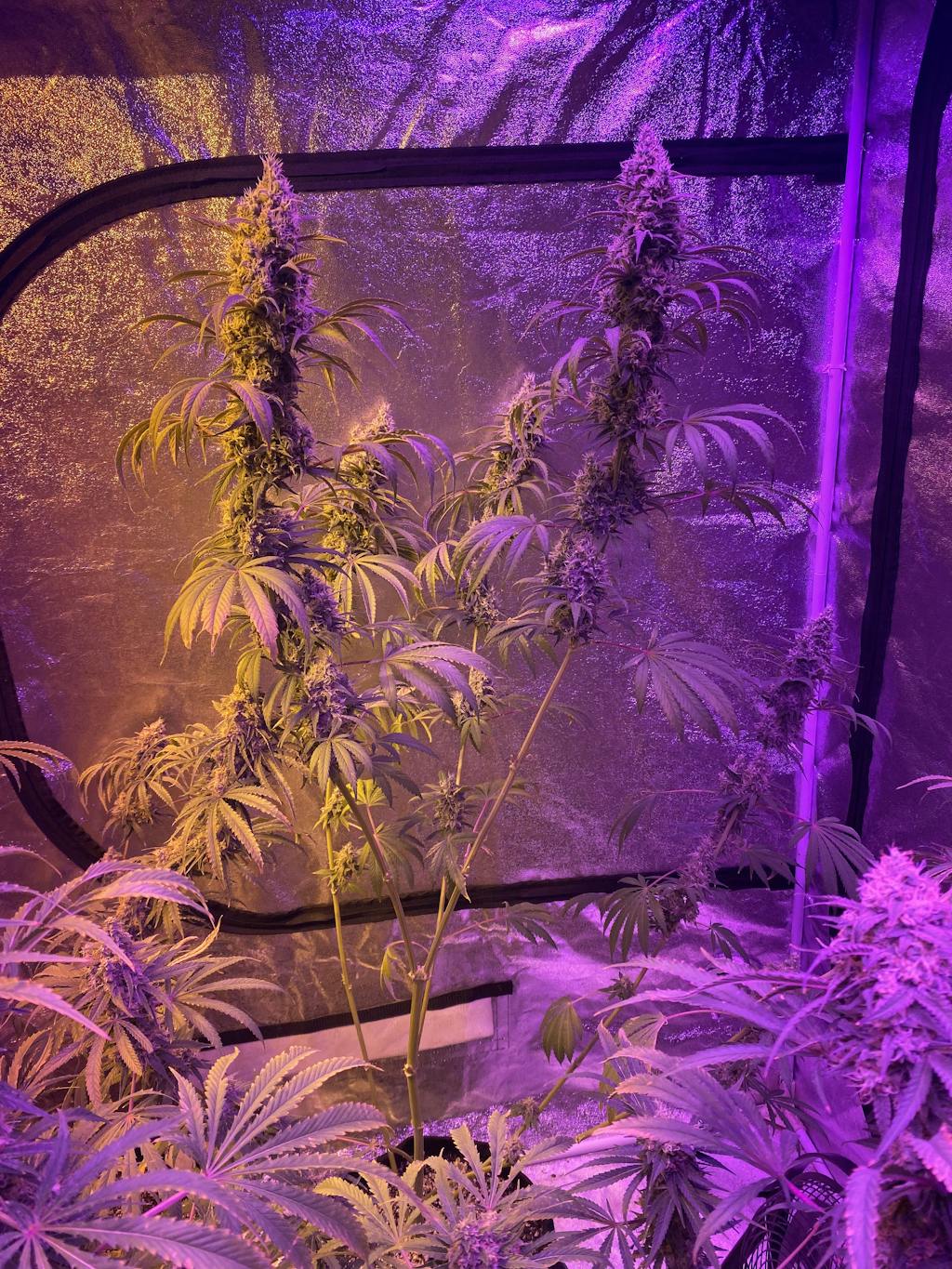 Purple Punch Strain Seeds Feminized Purple Punch Cannabis Seeds