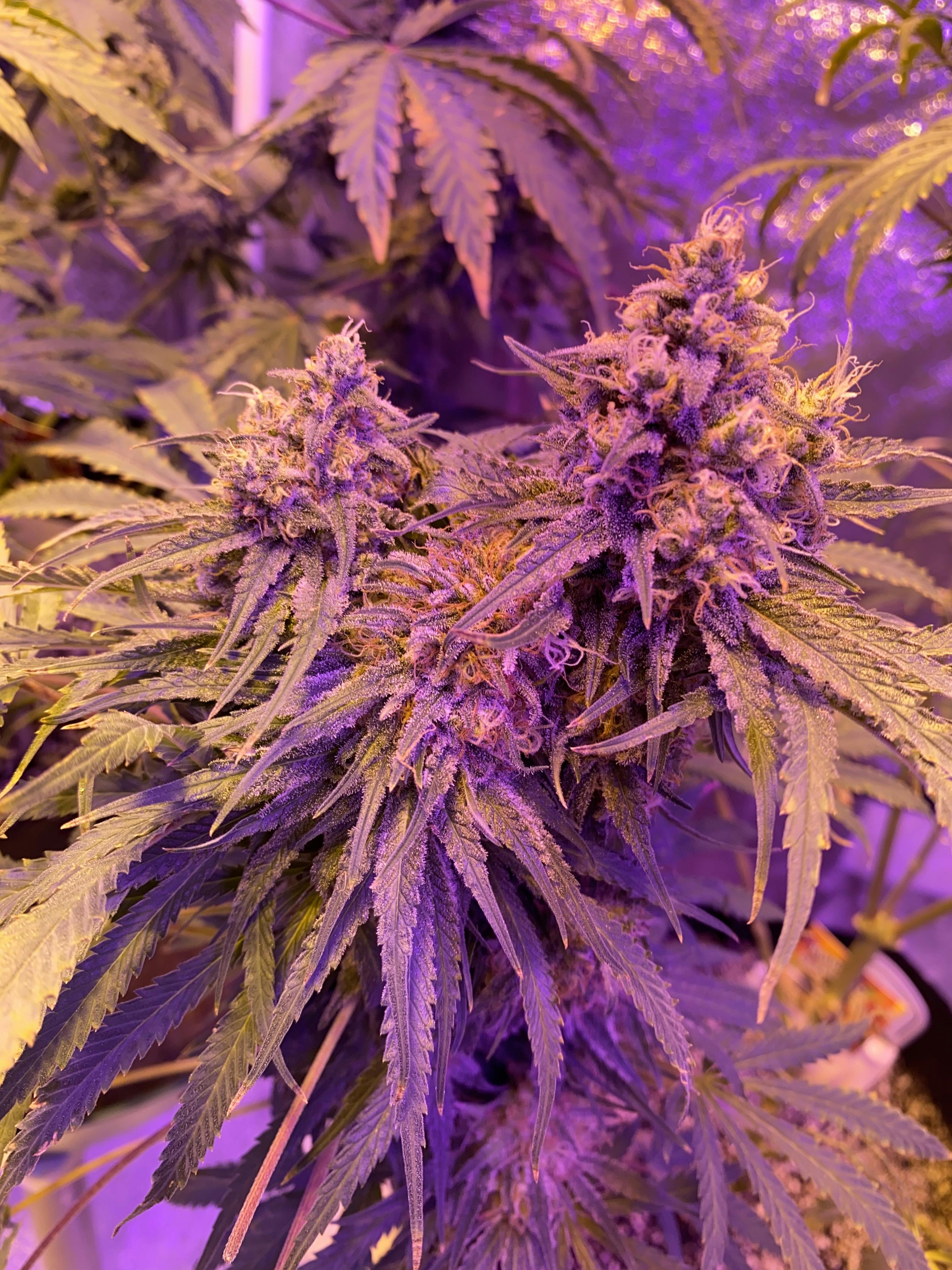 purple punch strain grow info