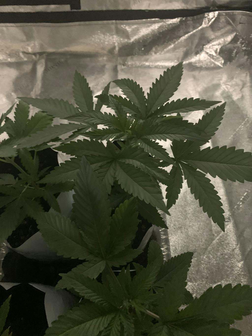 Gorilla Glue Seeds Authentic GG4 Strain Gorilla Glue 4 Seeds