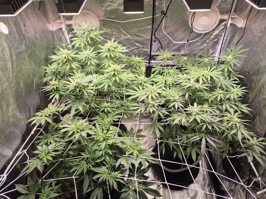 Betternet 8x8 Double Layer bis 120x120cm - Grow +  Scrog Netz für Growboxen und Growzelte