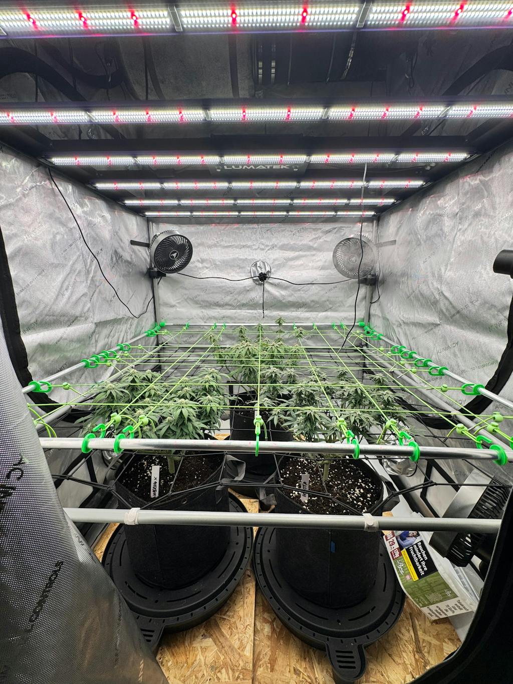 Betternet 8x8 Scrogkit - Grow + Scrog Netz für Growboxen und Growzelte bis 120x120cm