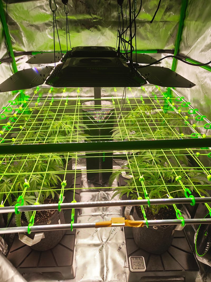 Betternet 8x8 Double Layer bis 120x120cm - Grow +  Scrog Netz für Growboxen und Growzelte