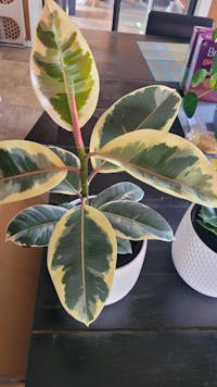 Ficus Tineke