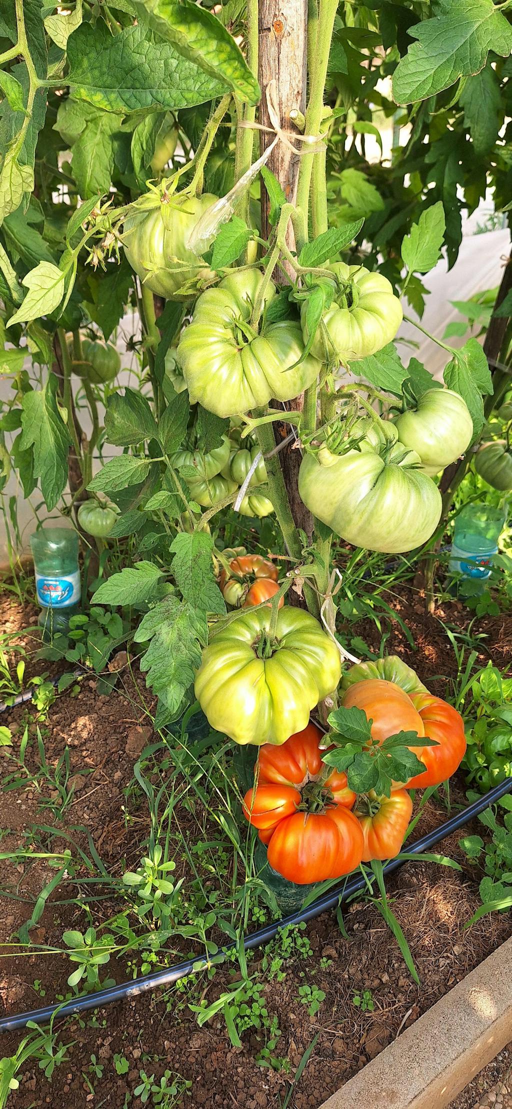 CELOLETNI PAKET MALI VRT