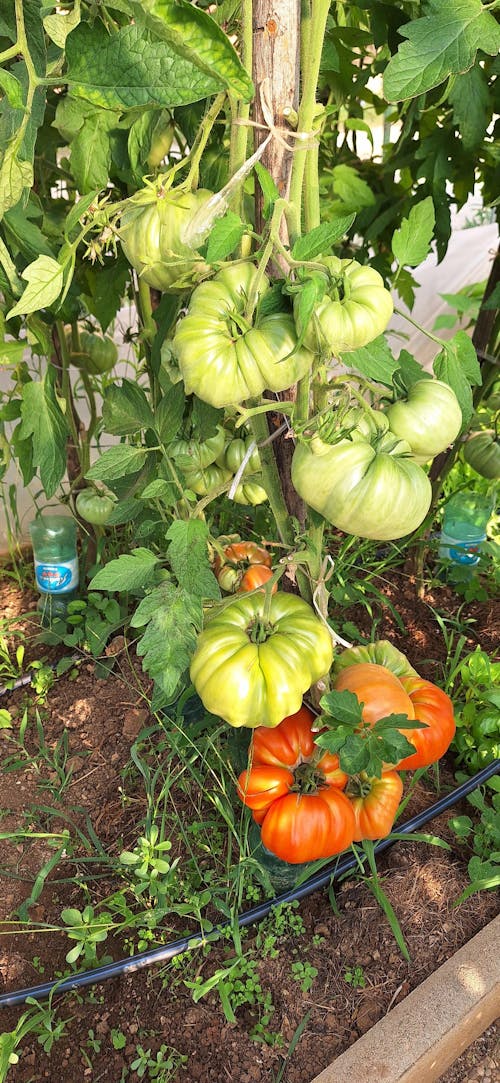 CELOLETNI PAKET MALI VRT