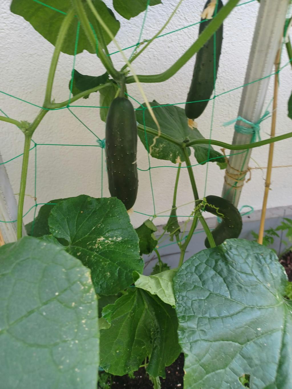 CELOLETNI PAKET MALI VRT