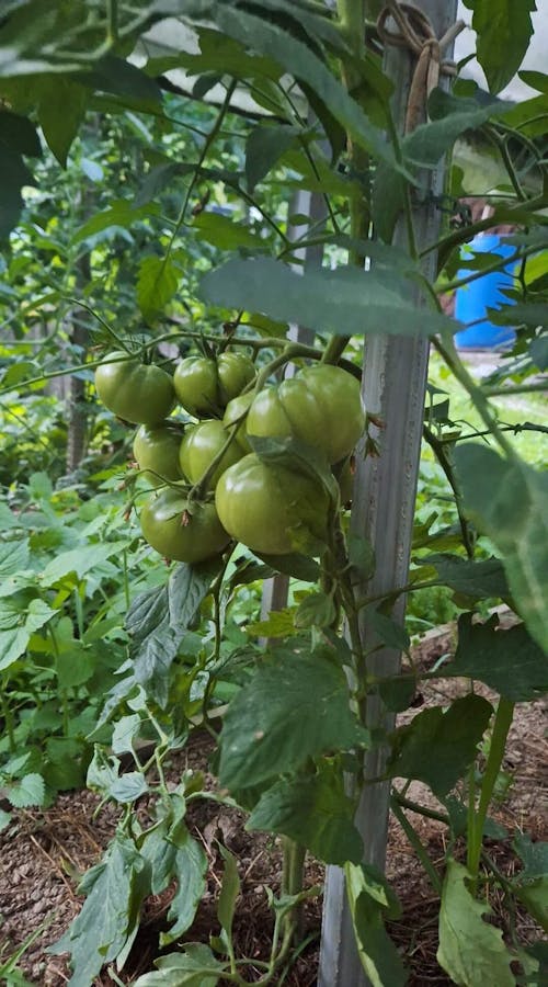 CELOLETNI PAKET VELIKI VRT