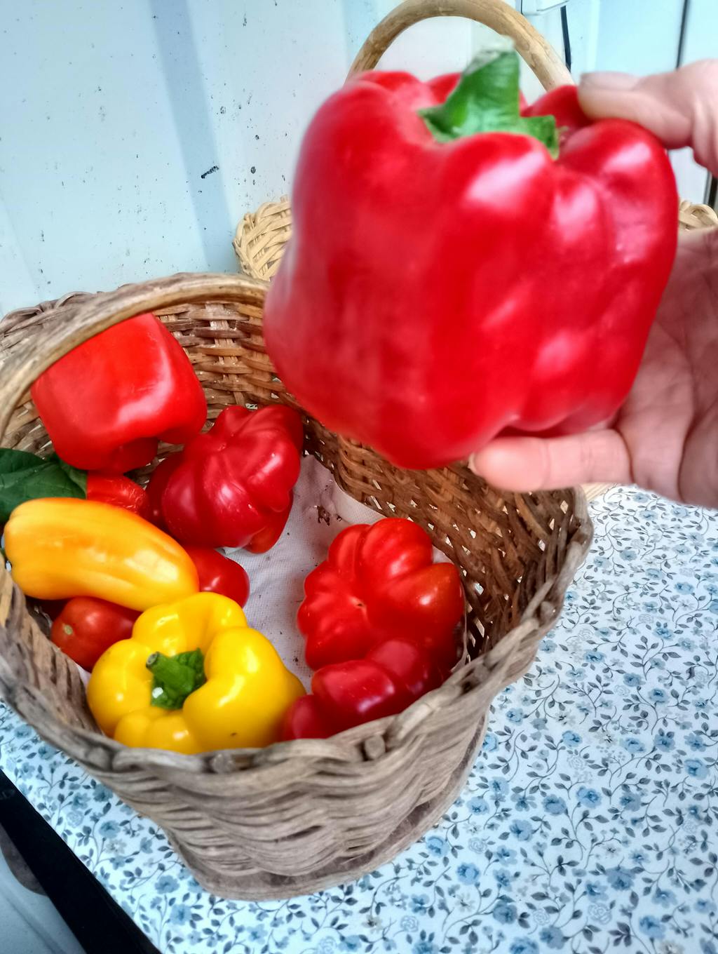 CELOLETNI PAKET SREDNJI VRT