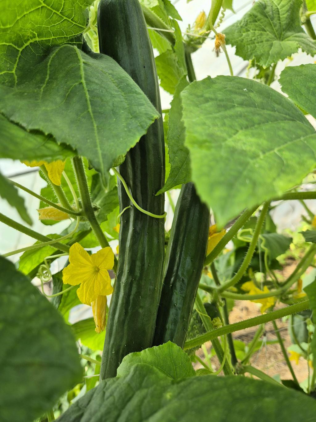 CELOLETNI PAKET SREDNJI VRT