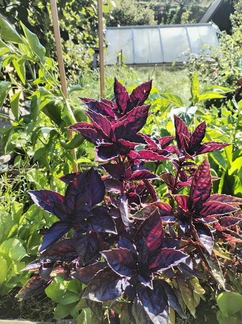 CELOLETNI PAKET SREDNJI VRT