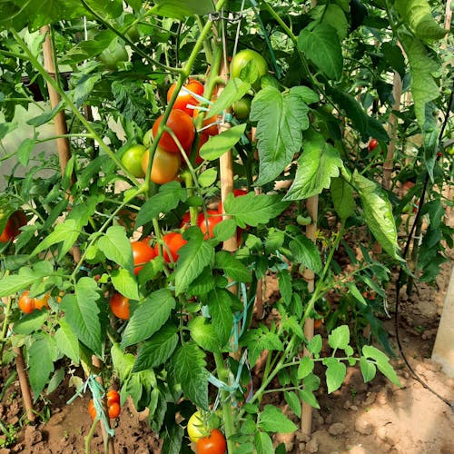 CELOLETNI PAKET SREDNJI VRT