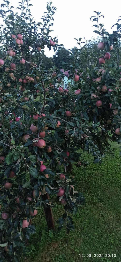 CELOLETNI PAKET SREDNJI VRT