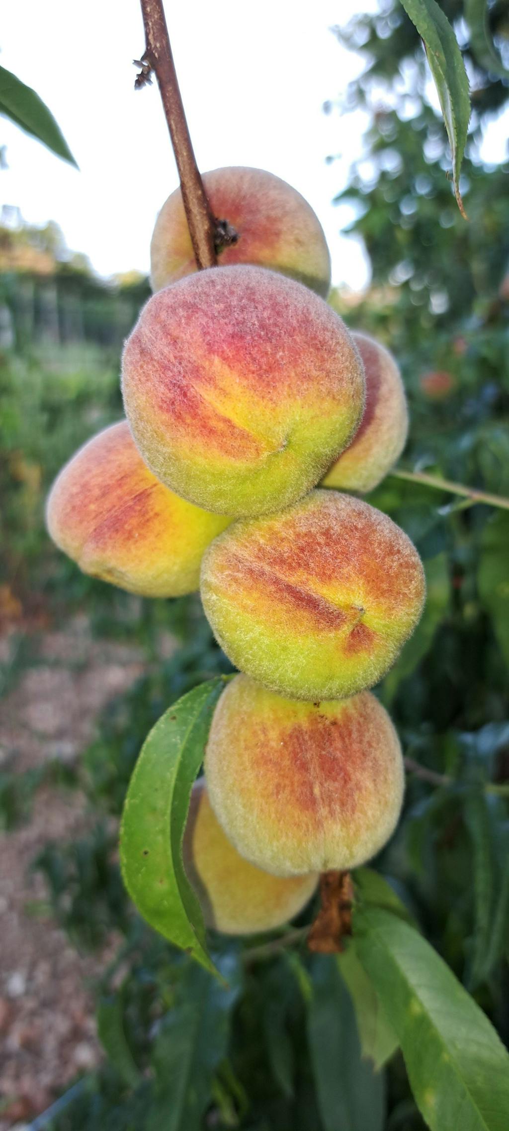 CELOLETNI PAKET SREDNJI VRT