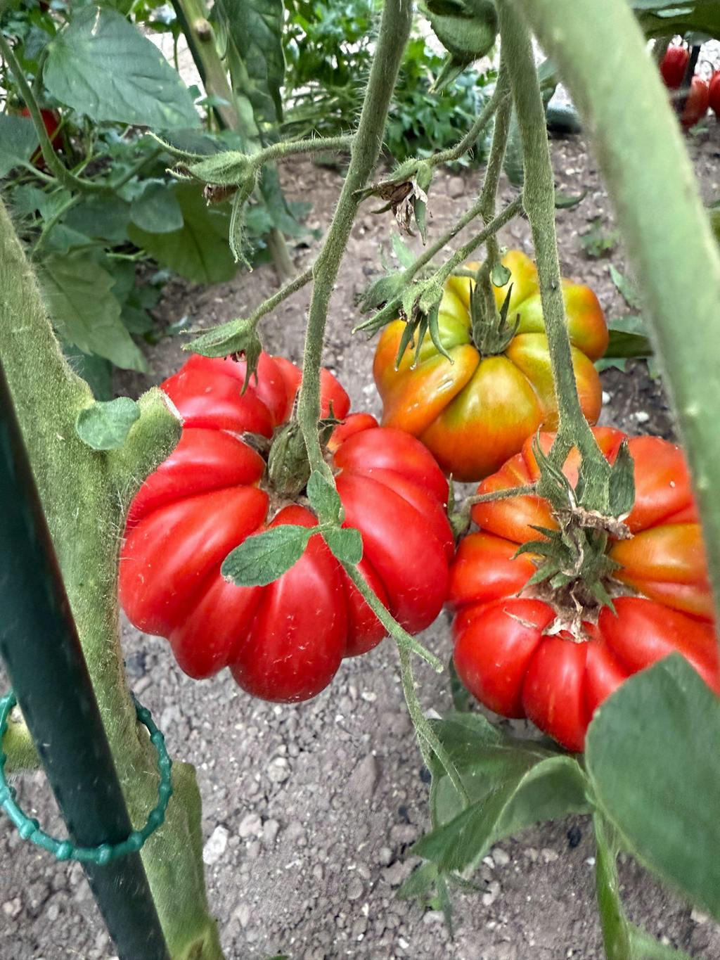 CELOLETNI PAKET SREDNJI VRT