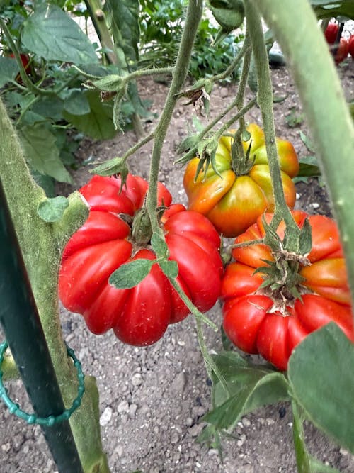 CELOLETNI PAKET SREDNJI VRT