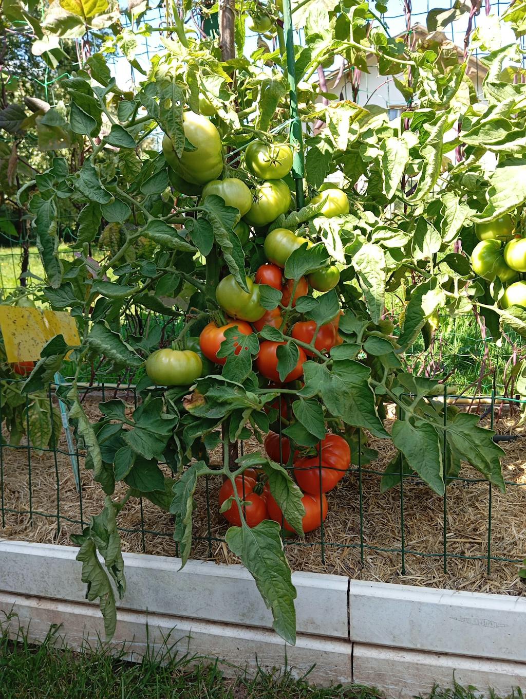 CELOLETNI PAKET SREDNJI VRT