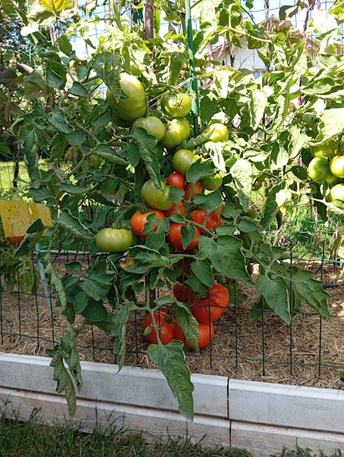 CELOLETNI PAKET SREDNJI VRT