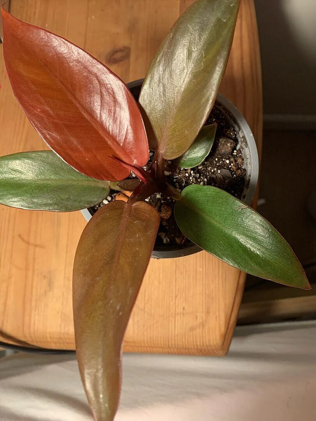 Philodendron Red Sun | Plants | GrowTropicals.com