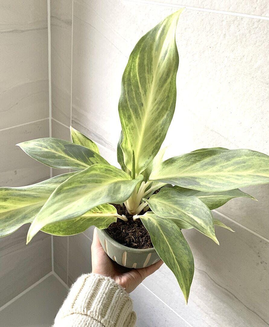 Aglaonema Aqua Green | Plants | GrowTropicals.com