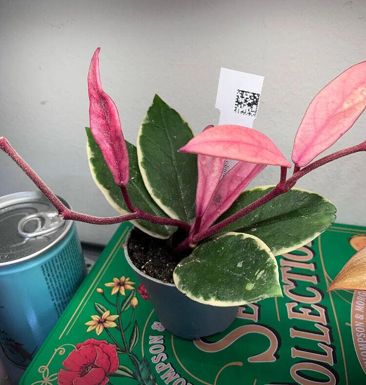 Hoya carnosa 'Flamingo Dreams' | Plants | GrowTropicals.com