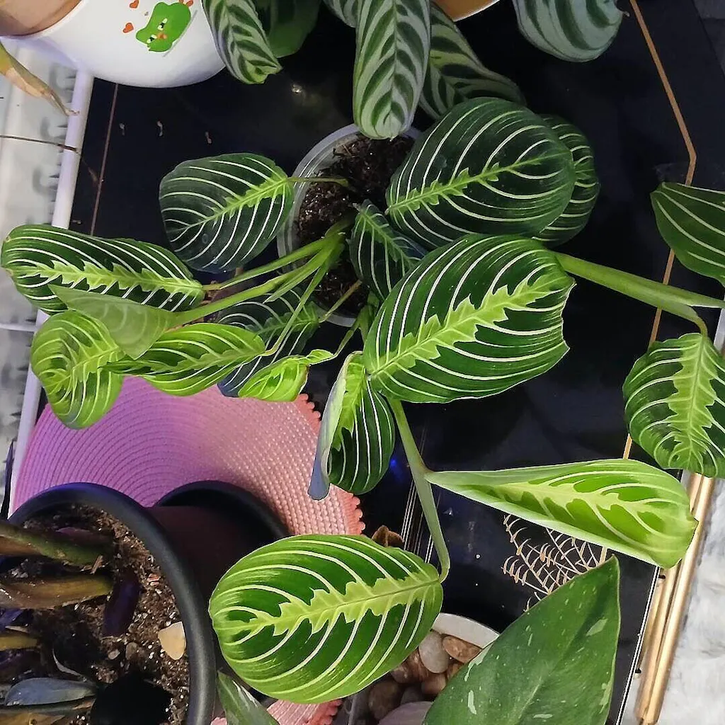 Maranta Lemon Lime | Plants | GrowTropicals.com