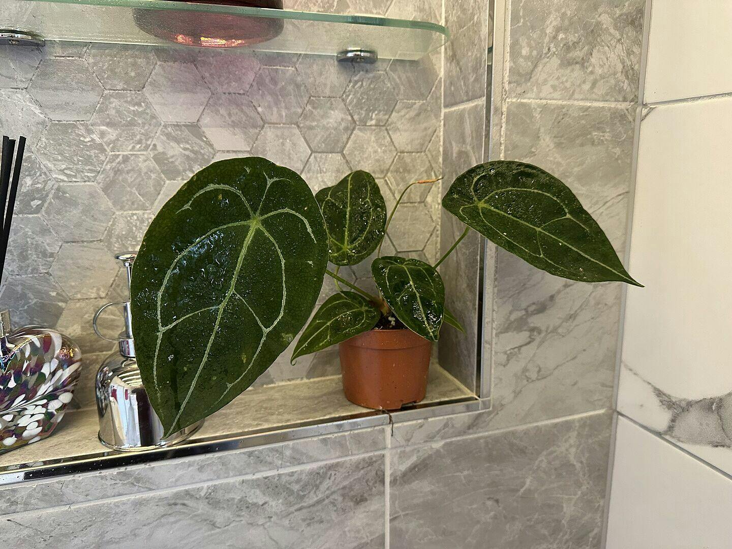 Anthurium forgetii 'Silver Stripes' | Plants | GrowTropicals.com