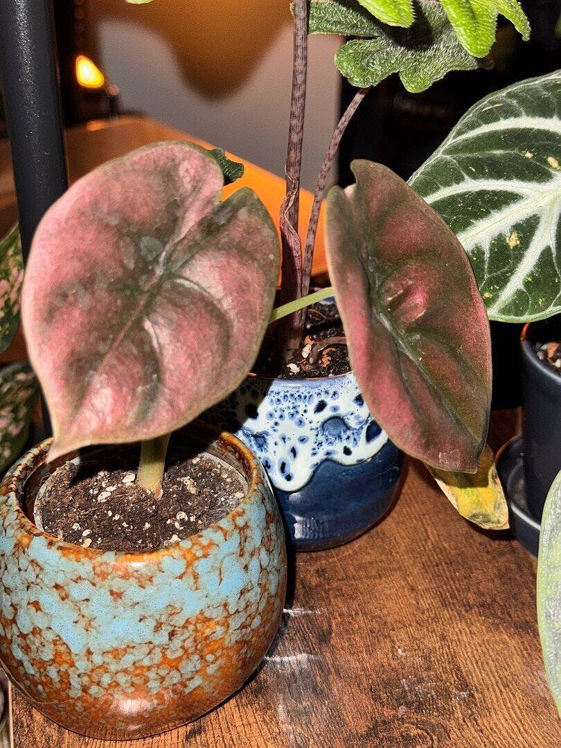 Alocasia cuprea 'Red Secret' | Plants | GrowTropicals.com