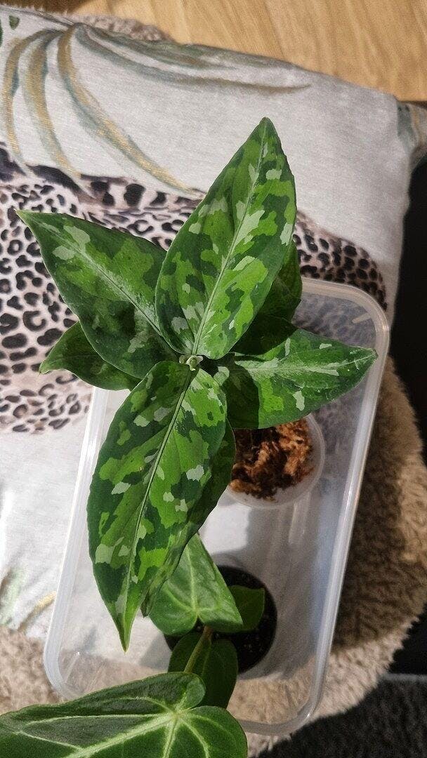 [朝方迄特別限定価]【Weed】Aglaonema pictum トリコロール Aglaonema pictum Tricolor | Plants | GrowTropicals.com