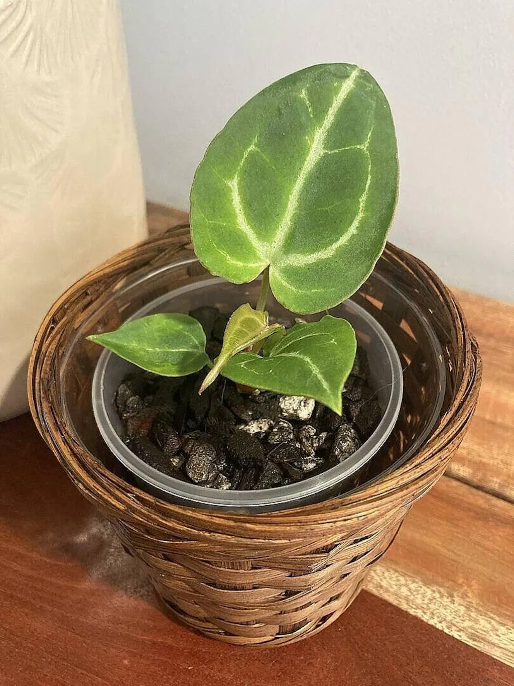 Anthurium crystallinum | Plants | GrowTropicals.com