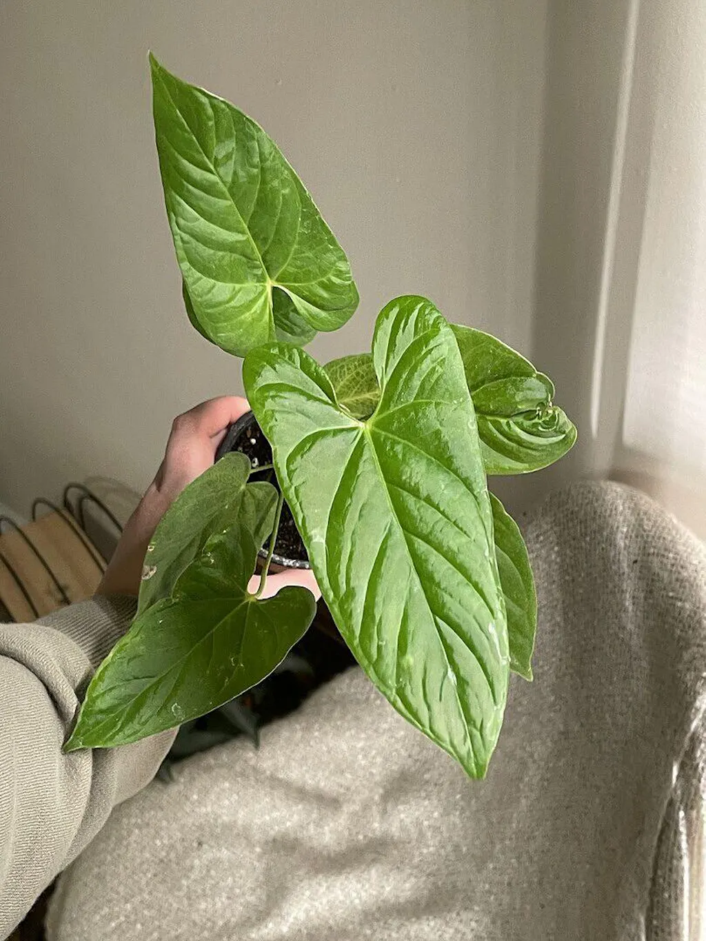 Anthurium balaoanum | Plants | GrowTropicals.com