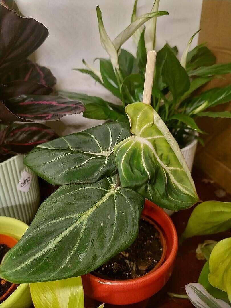 Philodendron gloriosum | Plants | GrowTropicals.com