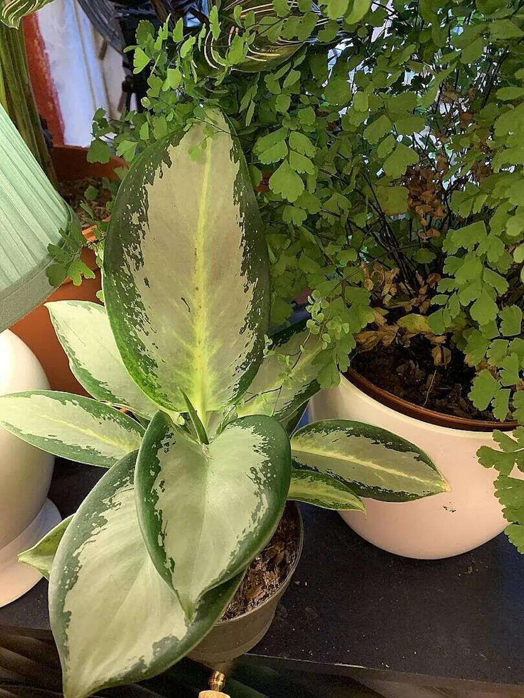 Aglaonema 'Silver Blue' | Plants | GrowTropicals.com