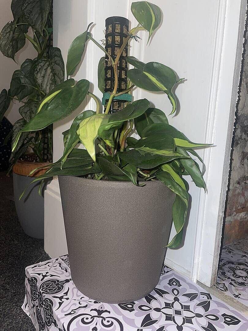 Philodendron scandens 'Brasil' | Plants | GrowTropicals.com