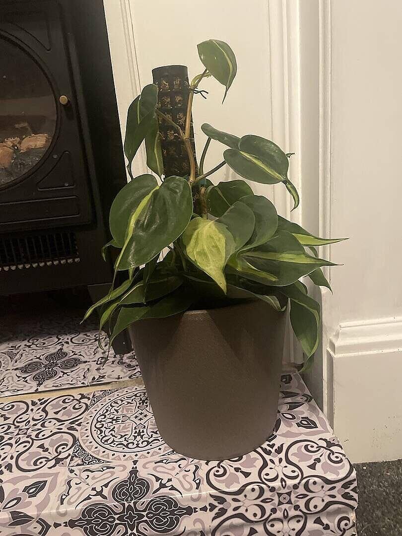 Philodendron scandens 'Brasil' | Plants | GrowTropicals.com
