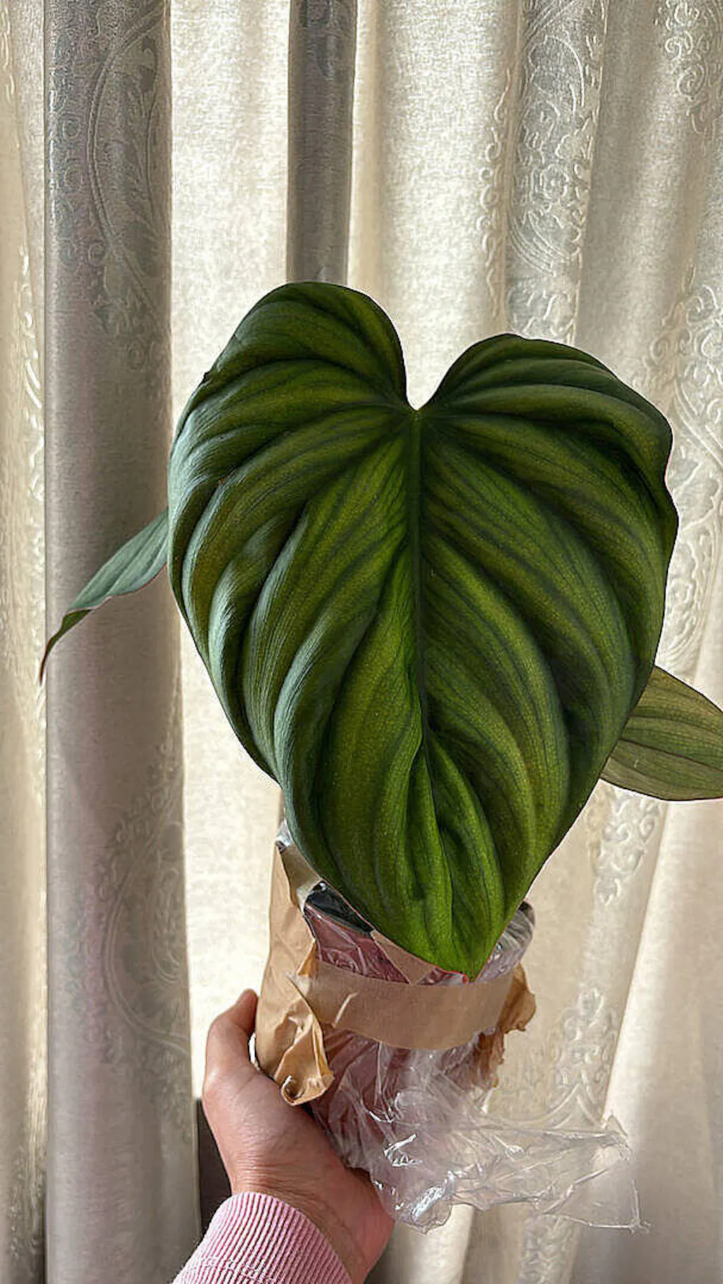 Philodendron sp. Colombia | Plants | GrowTropicals.com