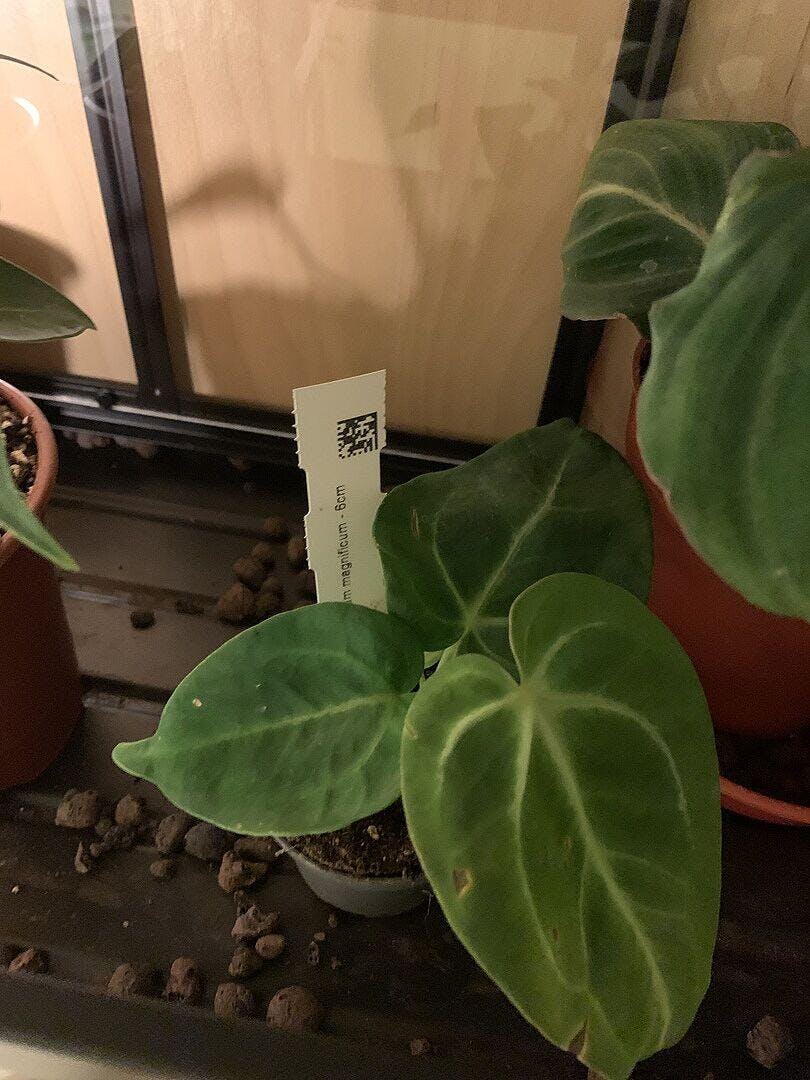 Anthurium magnificum | Plants | GrowTropicals.com