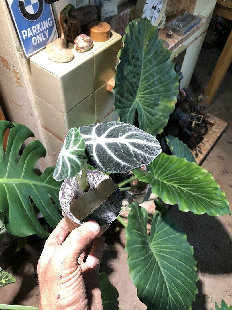 Alocasia Ninja | Plants | GrowTropicals.com