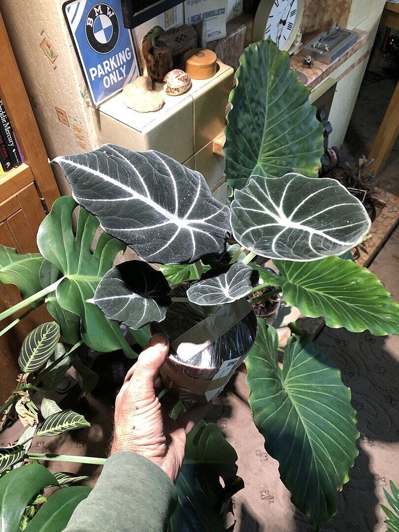 Alocasia Ninja | Plants | GrowTropicals.com