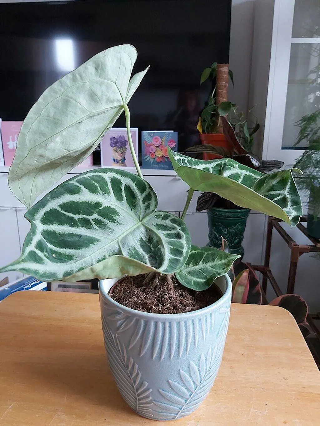 Anthurium 'Silver Blush' | Plants | GrowTropicals.com