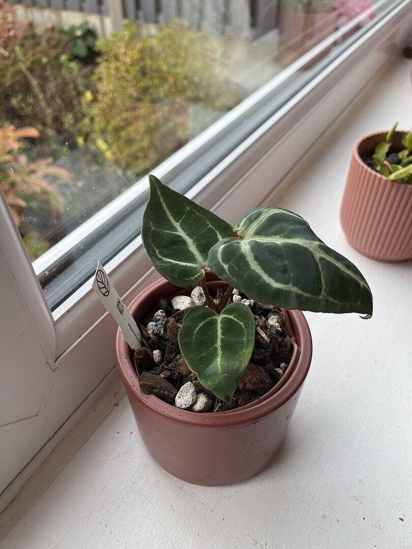 Anthurium crystallinum | Plants | GrowTropicals.com